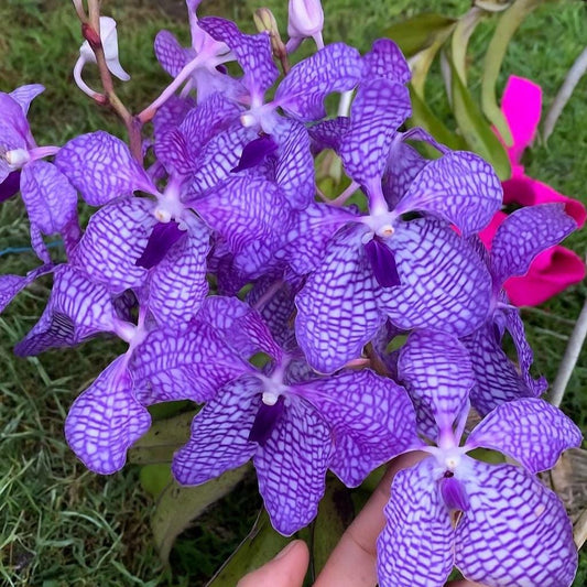 Vanda coerulea  1 plant Blue Vanda orchid Vanda orchid Orchidaceae Epiphytic orchid Orchid species