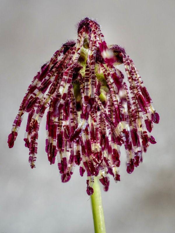 Bulbophyllum tripaleum Orchid - Live Plant - Home Garden Collection
