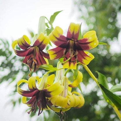 Lilium primulinum var. burmanica 1 bulb wild lilly
