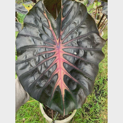 Colocasia Inferno Falls Tuber: New Hybrid Elephant Ear Bulb