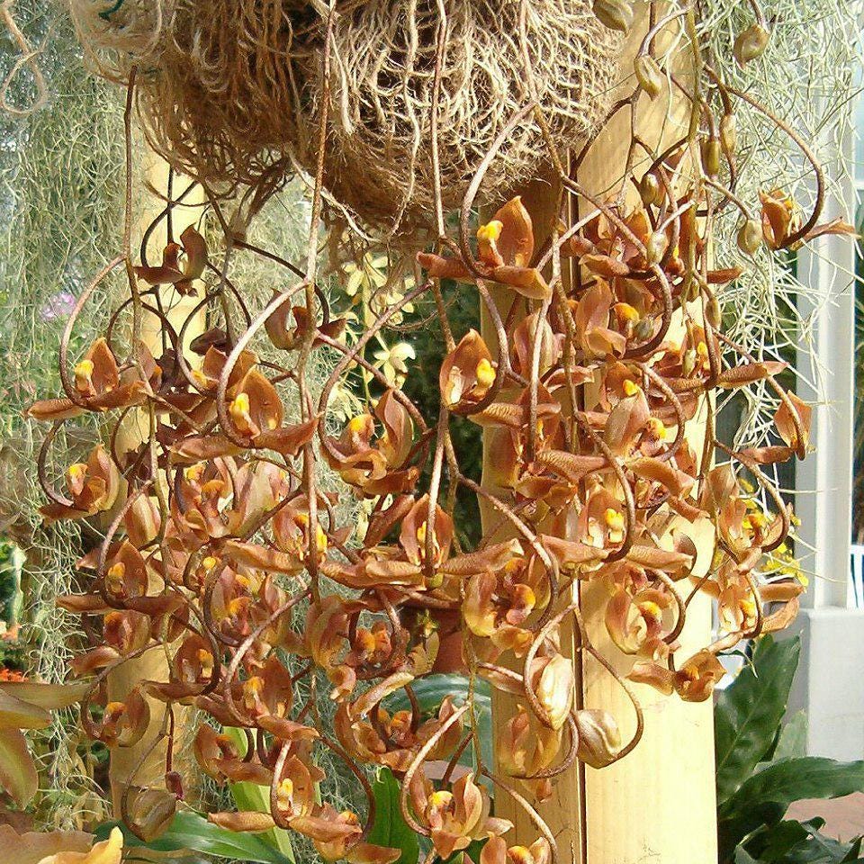 Gongora galeata 1 plant orchid plant