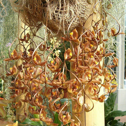 Gongora galeata 1 plant orchid plant