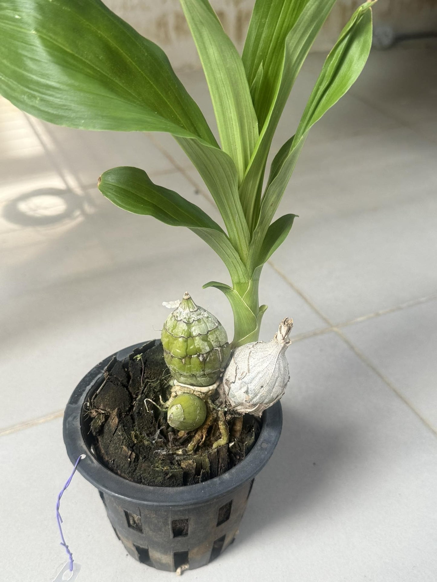 Catasetum tenebrosum 1 plant orchid for home and garden collection , decorate house