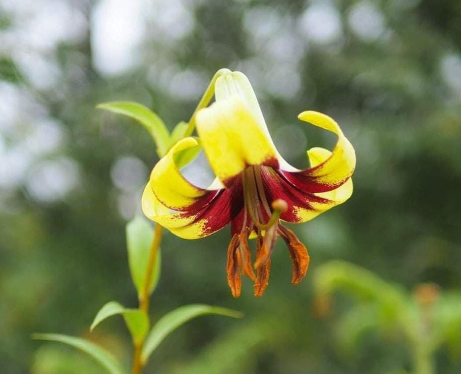Lilium primulinum var. burmanica 1 bulb wild lilly