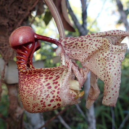 Coryanthes macrantha Orchid Plant: Garden Ready