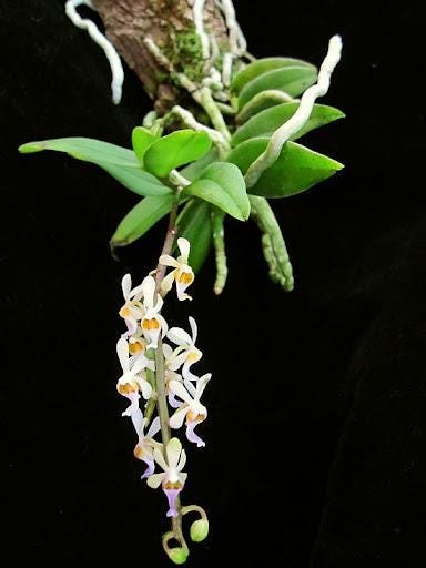 Diploprora truncata Miniature Orchid - Rare Air Root Orchid Plant
