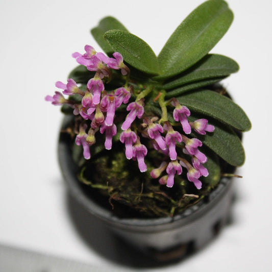 Schoenorchis fragrans Orchid Plant: Miniature Scented Orchid