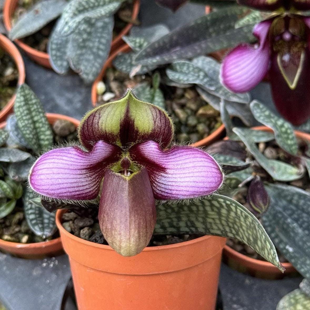 Paphiopedilum rungsuriyanum Orchid: Lady Slipper Home Garden Mini Terrarium Plant