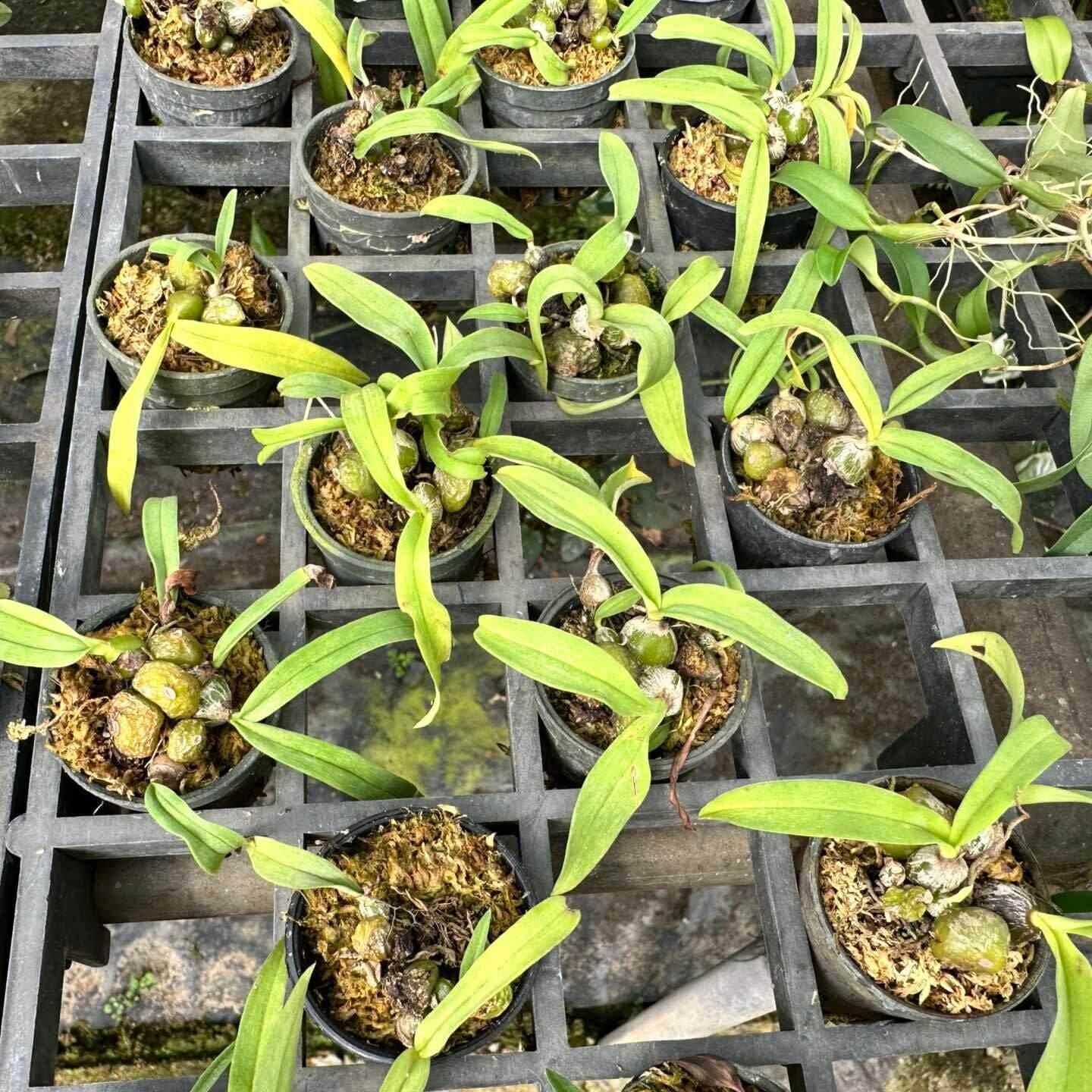 Bulbophyllum tripaleum Orchid - Live Plant - Home Garden Collection