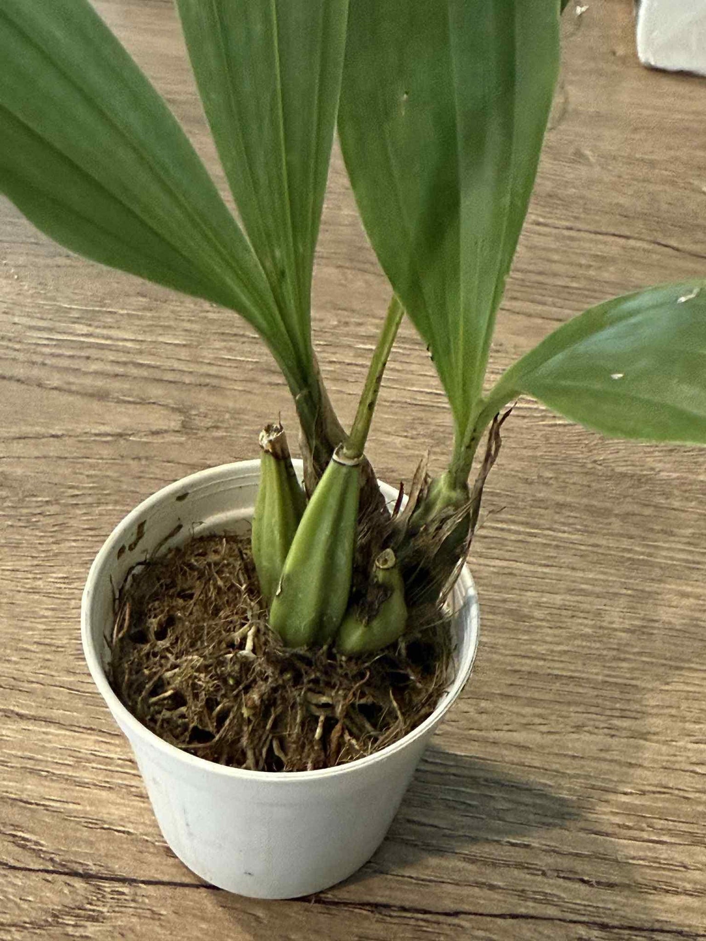 Gongora galeata 1 plant orchid plant