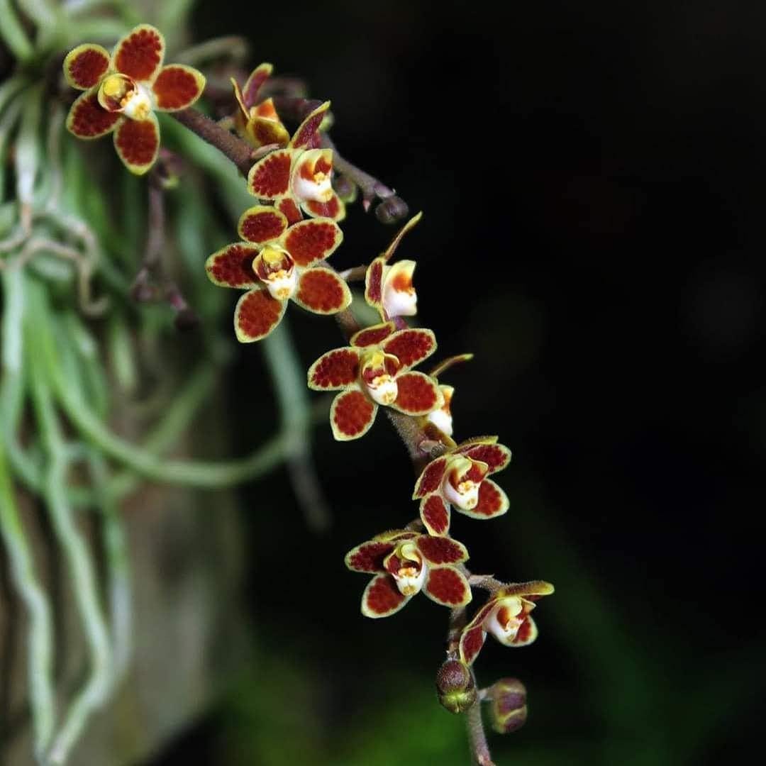 Chiloschista lunifera Orchid Plant: Leafless Orchid