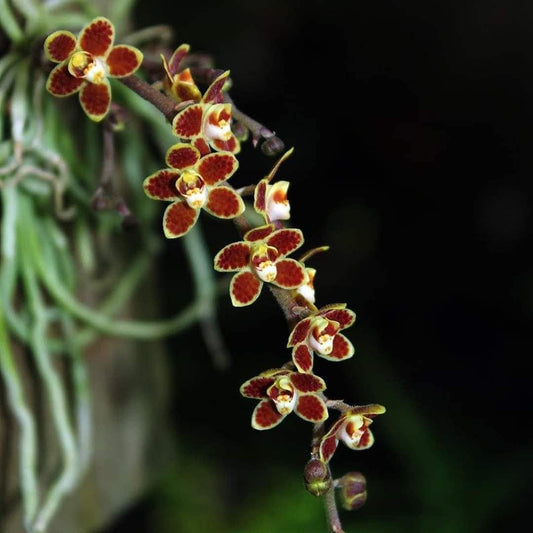 Chiloschista lunifera Orchid Plant: Leafless Orchid