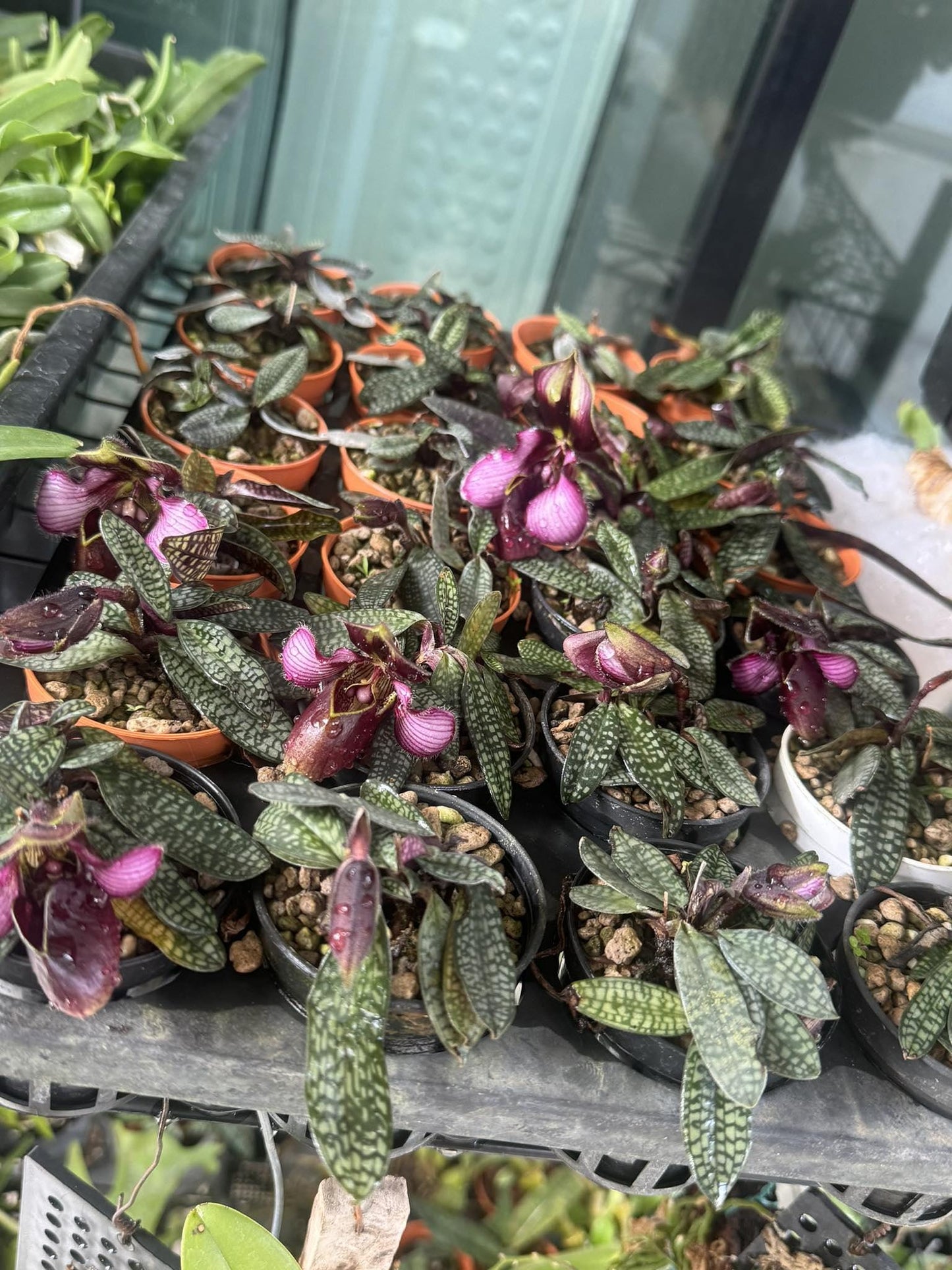 Paphiopedilum rungsuriyanum Orchid: Lady Slipper Home Garden Mini Terrarium Plant