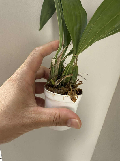 Coryanthes macrantha Orchid Plant: Garden Ready