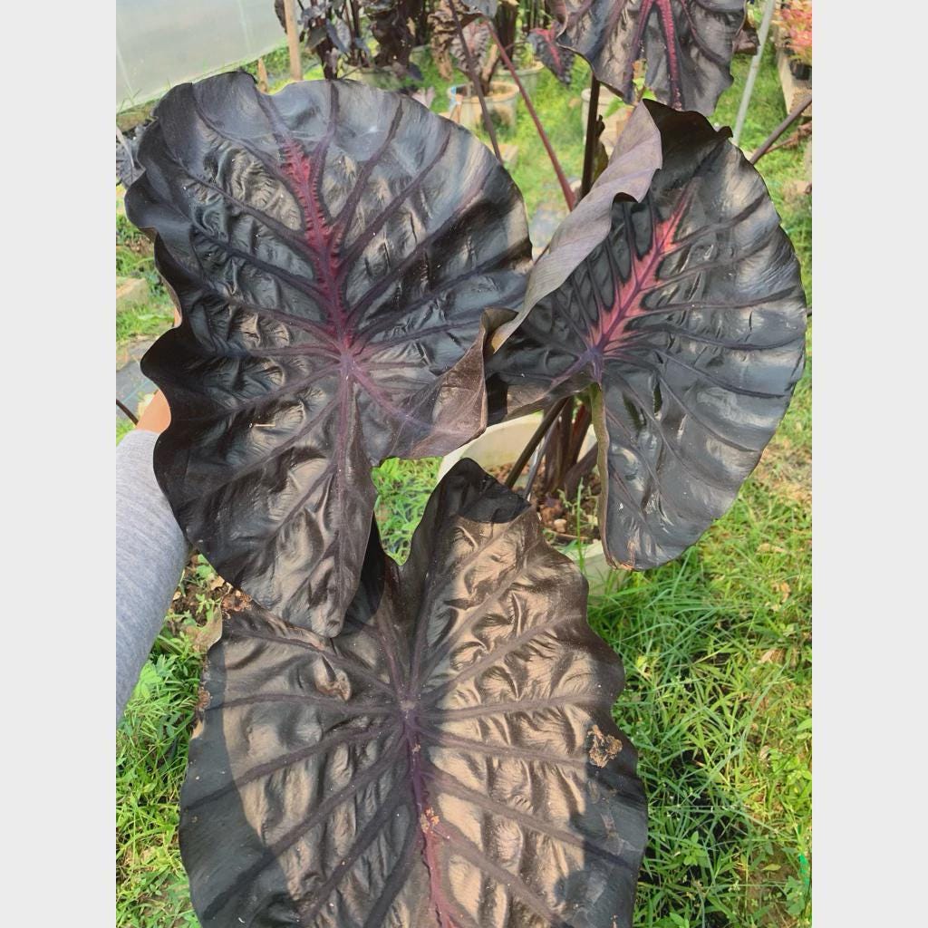 Colocasia Inferno Falls Tuber: New Hybrid Elephant Ear Bulb
