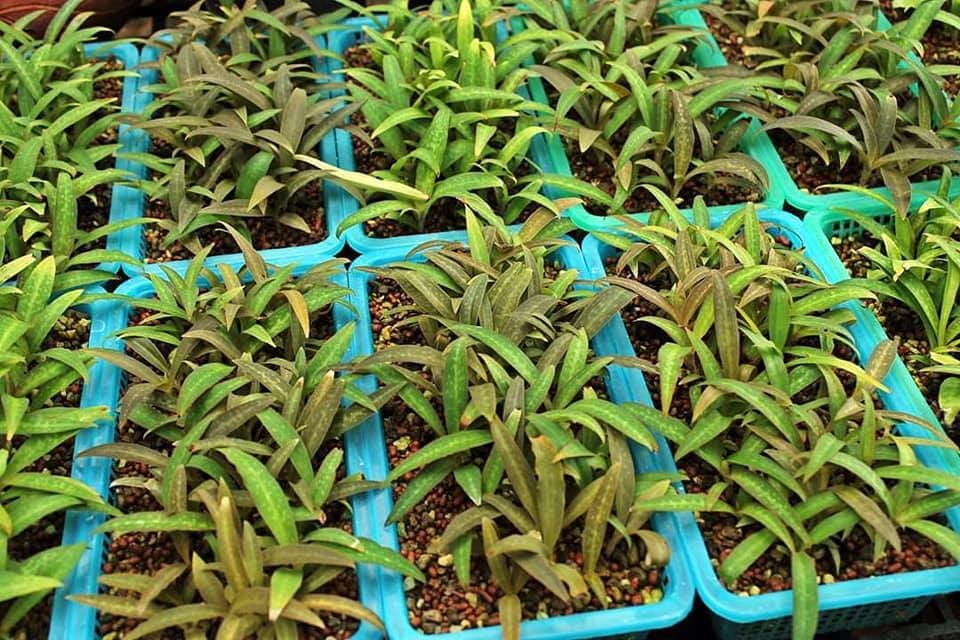 Habenaria rhodocheila (pink)