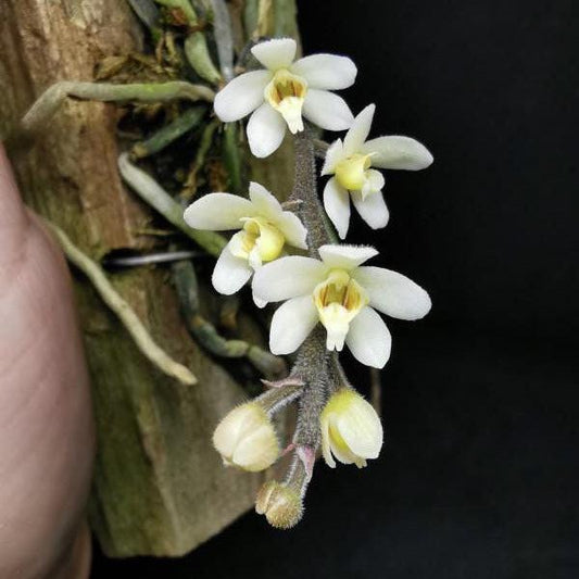 Orchid Chiloschista exuperei  1 plant  orchid collection leafless orchid asian ghost orchid