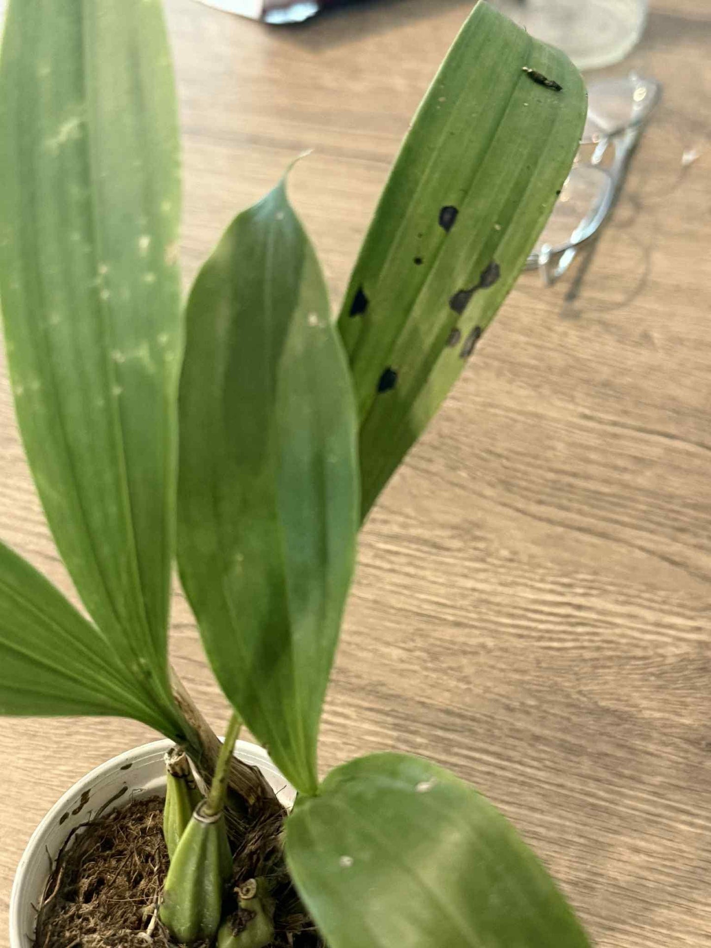 Gongora galeata 1 plant orchid plant