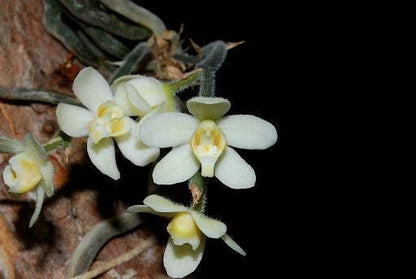 Orchid Chiloschista exuperei  1 plant  orchid collection leafless orchid asian ghost orchid