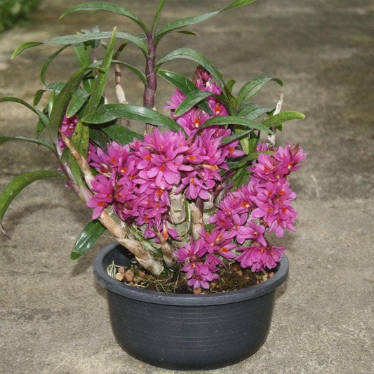 Orchid Dendrobium Hibiki 1 plant bloom size long flowering period