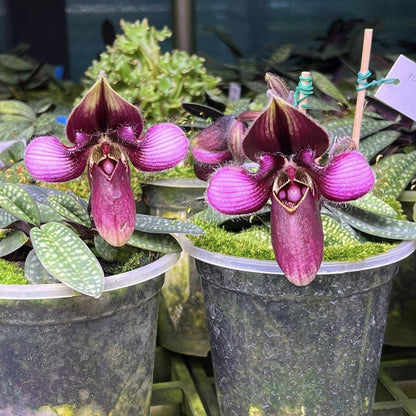 Orchid Paph.helenae|Paph.canhii|Paph.rungsuriyanum plant orchid collection for home garden decoration