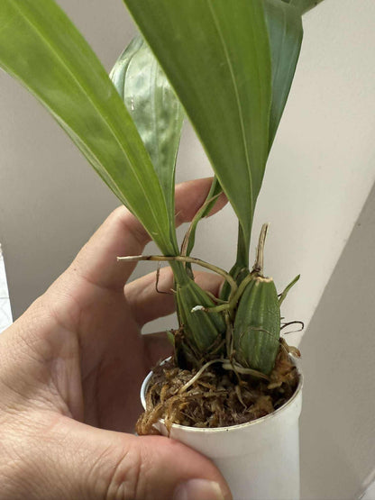 Coryanthes macrantha Orchid Plant: Garden Ready