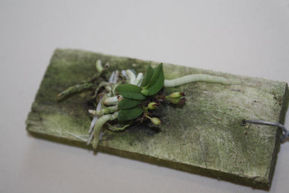 Schoenorchis fragrans Orchid Plant: Miniature Scented Orchid