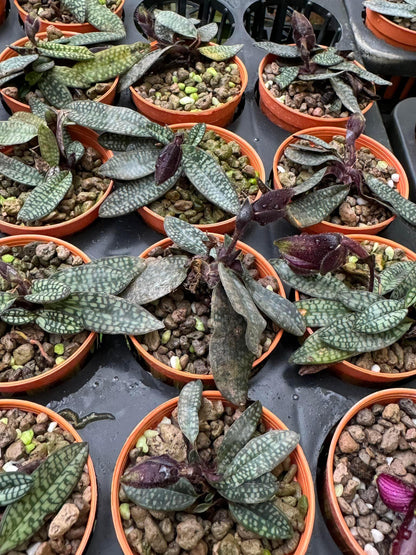 Paphiopedilum rungsuriyanum Orchid: Lady Slipper Home Garden Mini Terrarium Plant