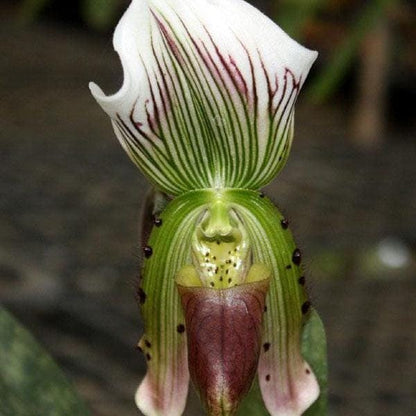 Paphiopedilum callosum 1 plant home garden orchid collection orchid,lady slipper,orchid pot,live plants