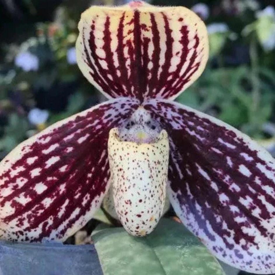 Paphiopedilum myanmaricum 1 plant orchid collection for home garden decoration