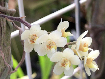 Orchid Chiloschista exuperei  1 plant  orchid collection leafless orchid asian ghost orchid