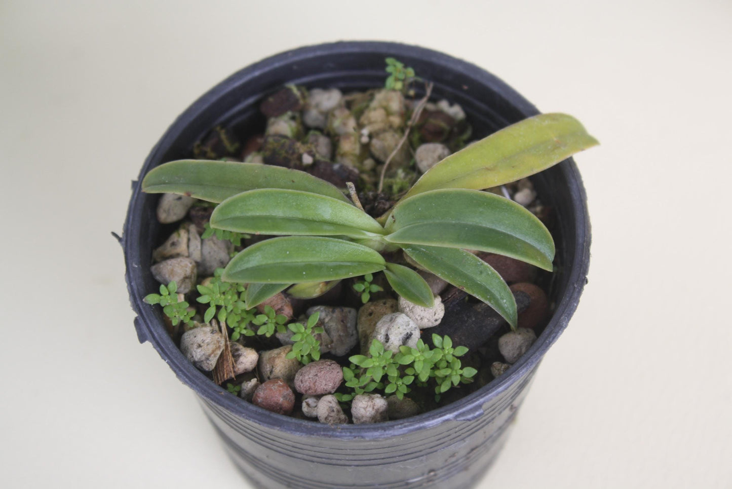 Orchid Paph.helenae|Paph.canhii|Paph.rungsuriyanum plant orchid collection for home garden decoration