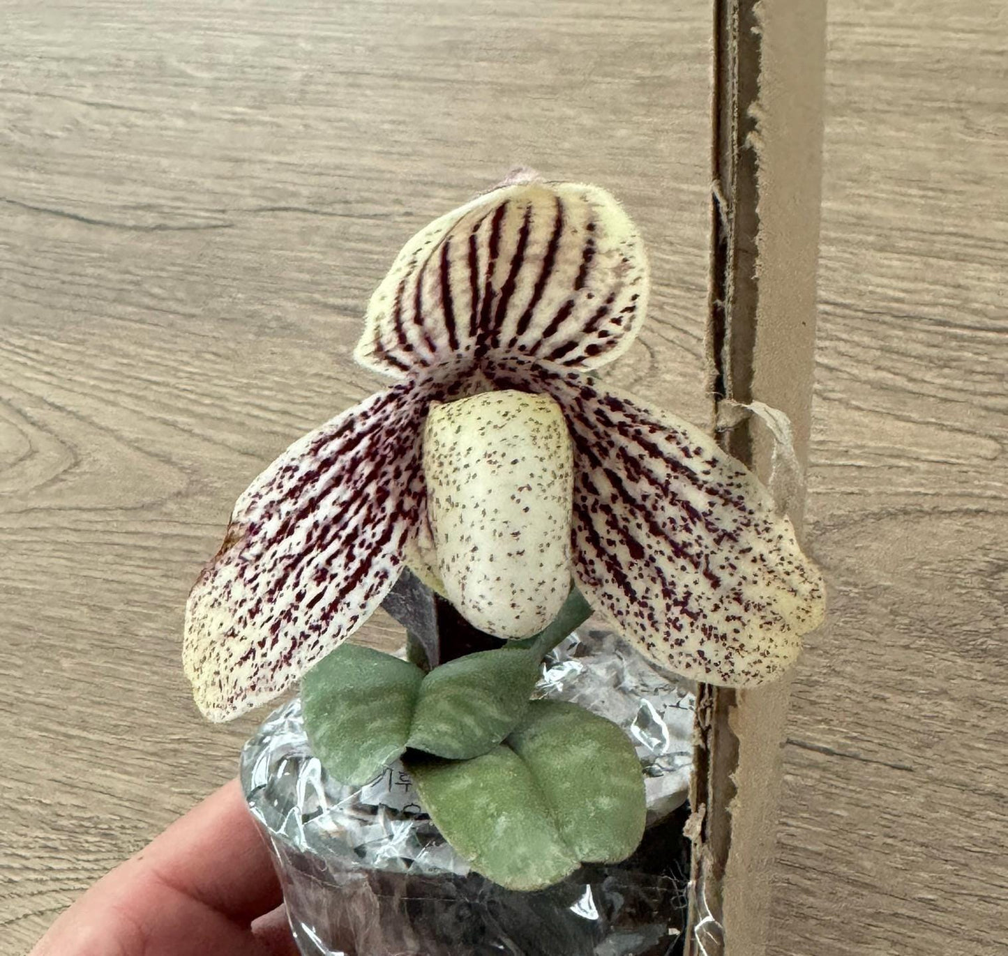 Paphiopedilum myanmaricum 1 plant orchid collection for home garden decoration