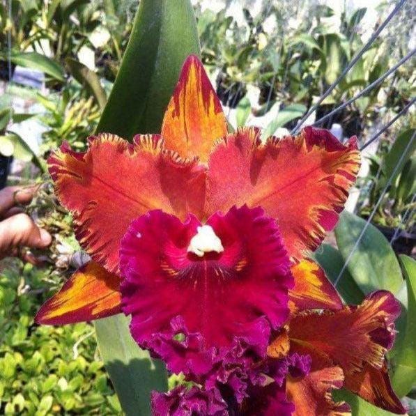 Cattleya (Rlc.) Hey Song Flame Dance (Flower Size) 1 plant  Cattleya orchid plant for home garden collection
