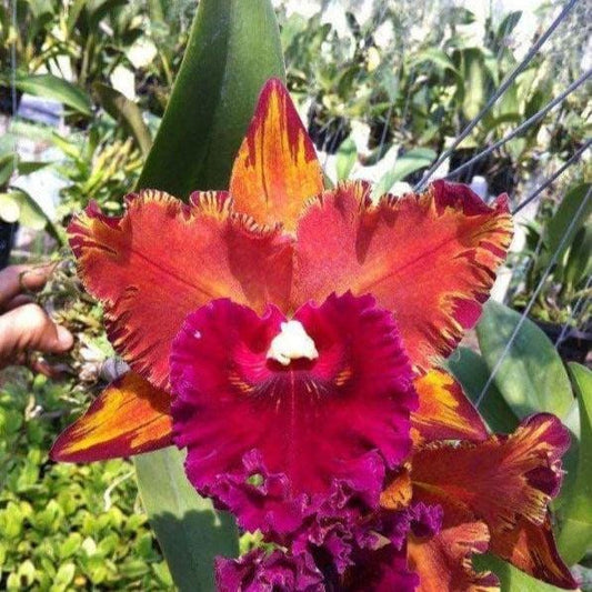 Cattleya (Rlc.) Hey Song Flame Dance (Flower Size) 1 plant  Cattleya orchid plant for home garden collection