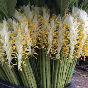 Bouquet of white flowers with yellow centers in a black pot.