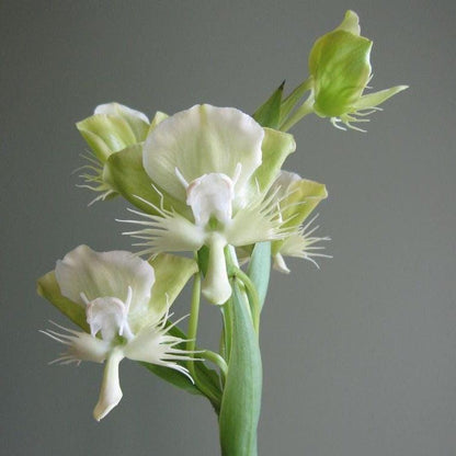 Fragrant White Pecteilis Susannae Orchid Tuber Plant