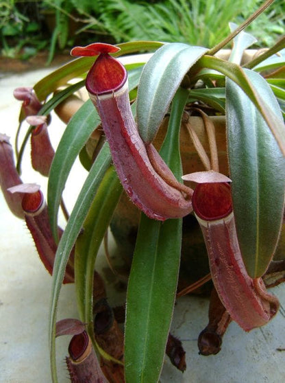 Rare Nepenthes albomarginata: Tropical Pitcher Plant