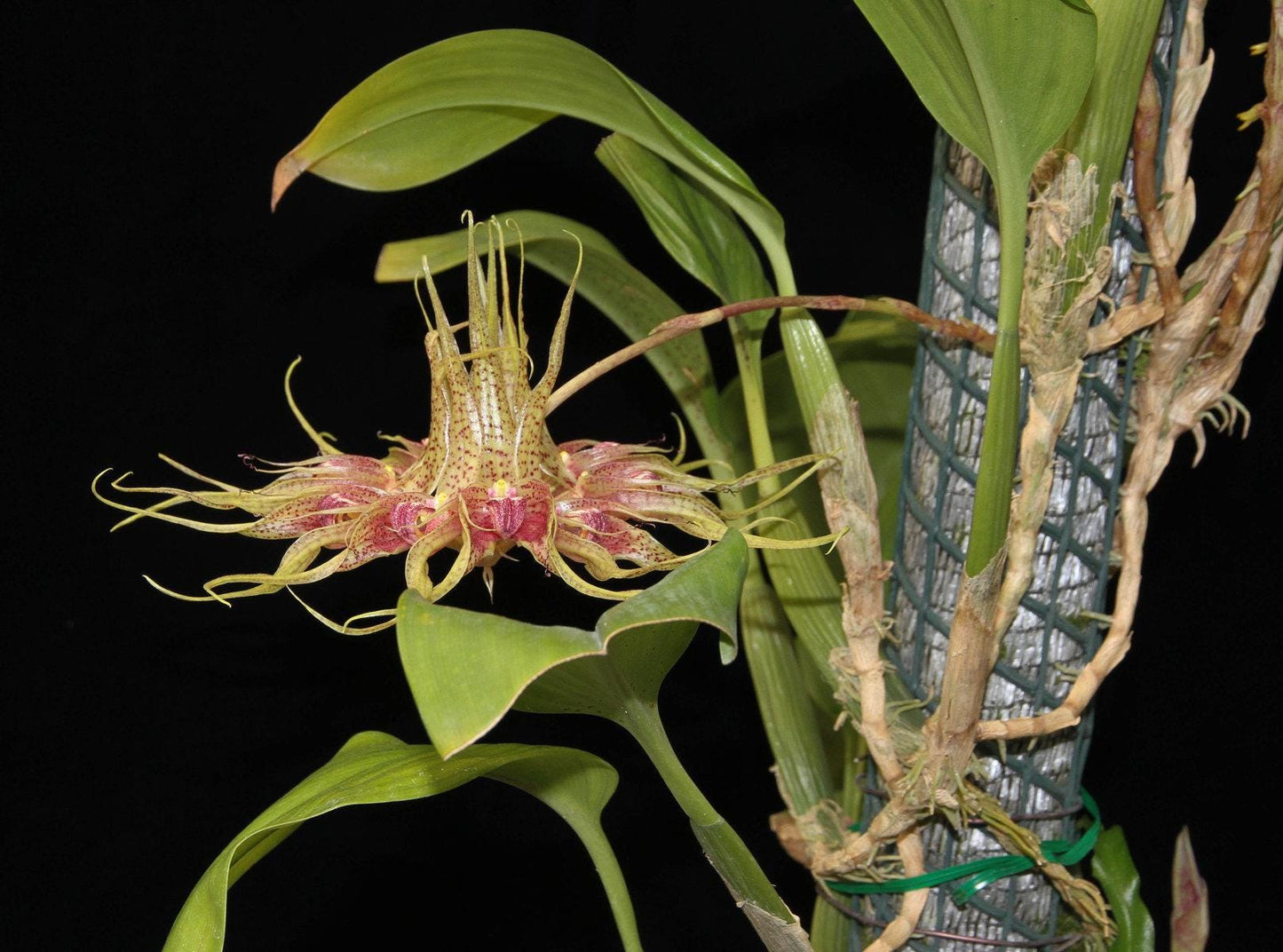 Bulbophyllum ericssonii 'Maximum Exposure'(Bulb. virescens) 1 Plant Orchid