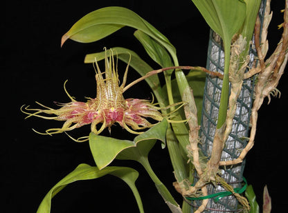 Bulbophyllum ericssonii 'Maximum Exposure'(Bulb. virescens) 1 Plant Orchid