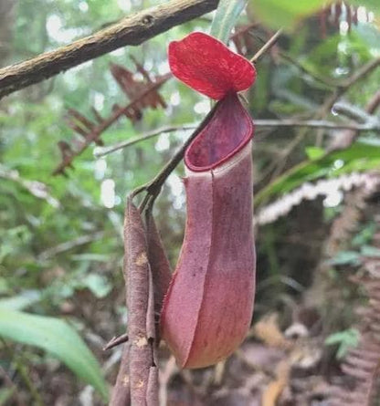 Rare Nepenthes albomarginata: Tropical Pitcher Plant