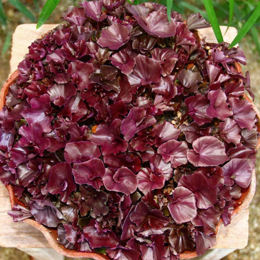 Orchid Nervilia punctata (purple) 2 tuber for gardens, and rareorchid collection