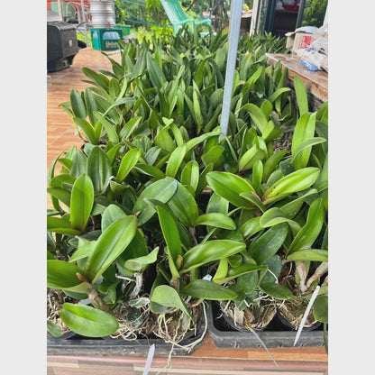 Cattleya (Rlc.) Hey Song Flame Dance (Flower Size) 1 plant  Cattleya orchid plant for home garden collection