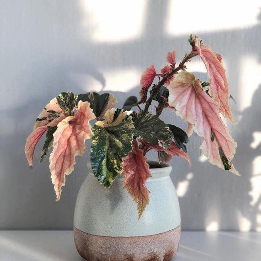 Rare Begonia Ginny Galaxy - Pink Variegation House Plant