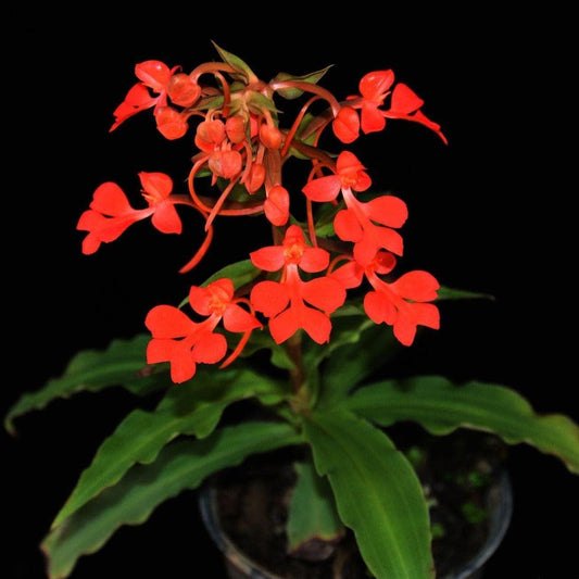 Habenaria roebelenii Orchid: Laos Native, Home Garden Collection