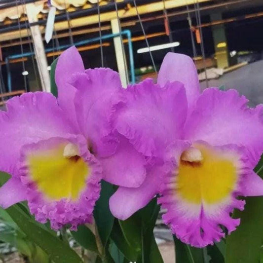 Cattleya (Rlc.) Rungnapa New   (Flower Size) 1 plant  Cattleya orchid plant for home garden collection