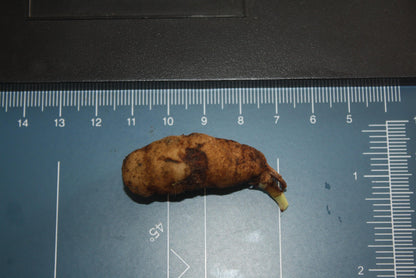 Fragrant White Pecteilis Susannae Orchid Tuber Plant