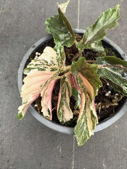 Rare Begonia Ginny Galaxy - Pink Variegation House Plant