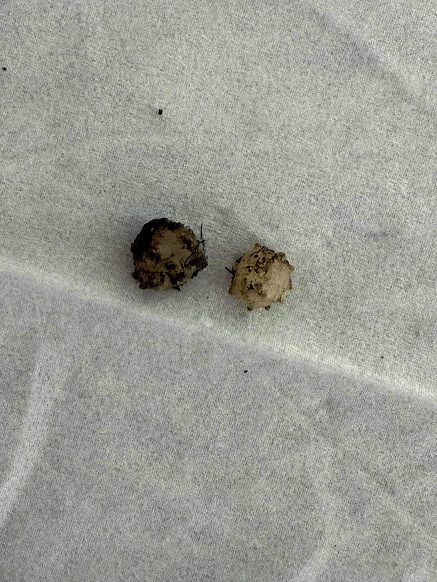 Orchid Nervilia punctata (purple) 2 tuber for gardens, and rareorchid collection