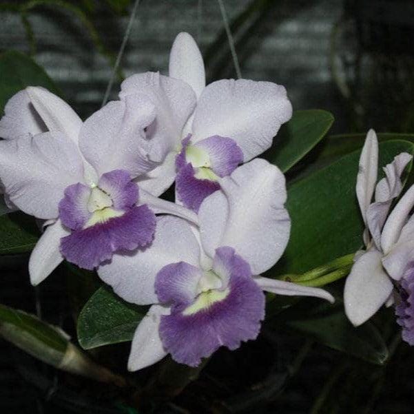 Cattleya Orchid Plant: Final Blue Variety, Home Garden Collection